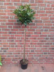 Kirschlorbeer Stämmchen (Höhe: 120-130 cm), Prunus laurocerasus Rotundifolia