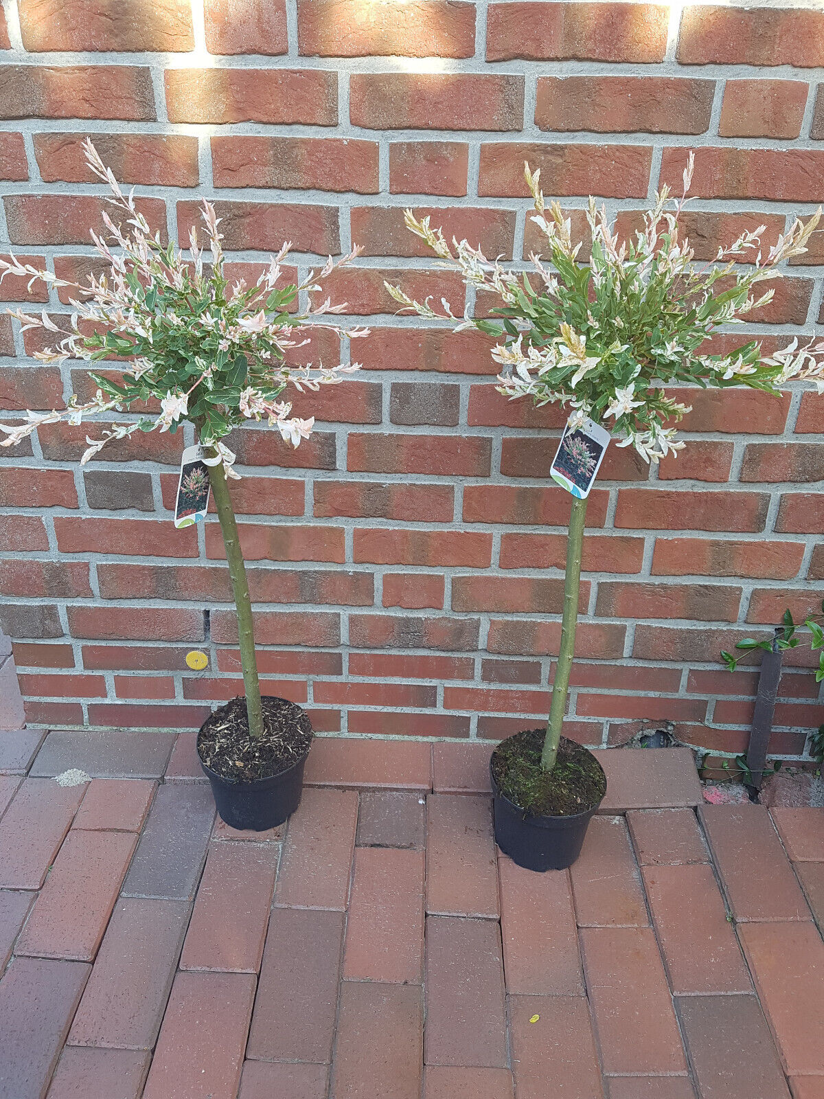 Harlekinweide, Salix integra 'Hakuro Nishiki' (Höhe: 120-130 cm)