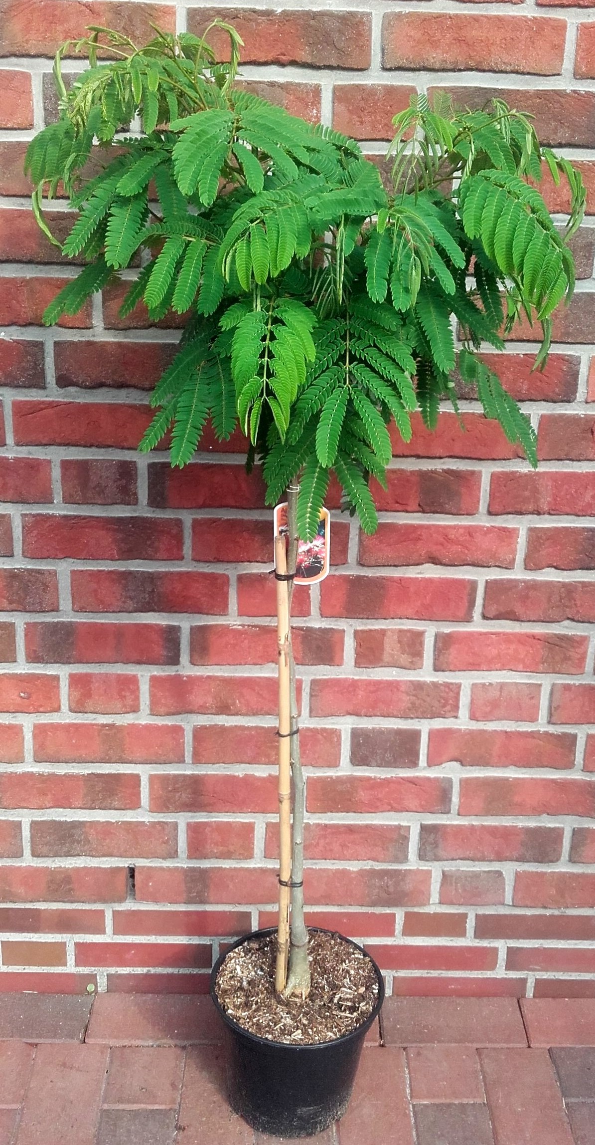 Albizia julibrissin Ombrella, Seidenbaum, Schlafbaum, Seidenakazie, Höhe: 170-180 cm