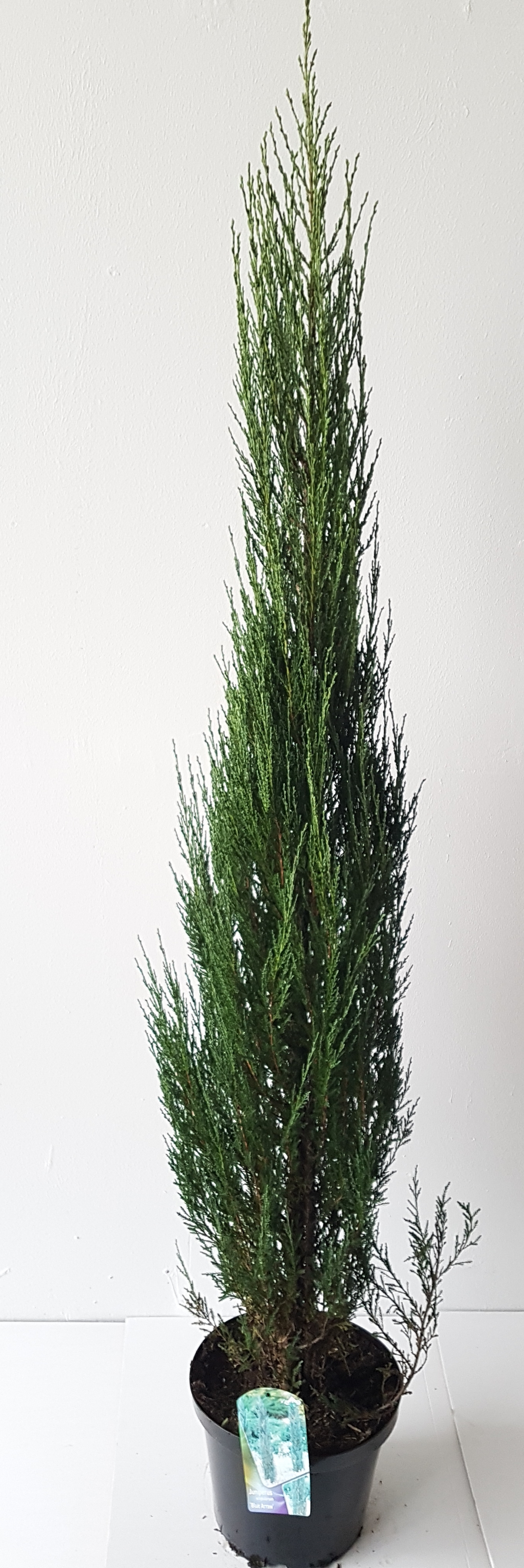 Blauer Raketenwacholder (Höhe: 170-180 cm), Juniperus scopulorum Blue Arrow