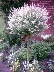 Harlekinweide, Salix integra Hakuro Nishiki (Höhe: 230 cm / Sth. 180 cm)