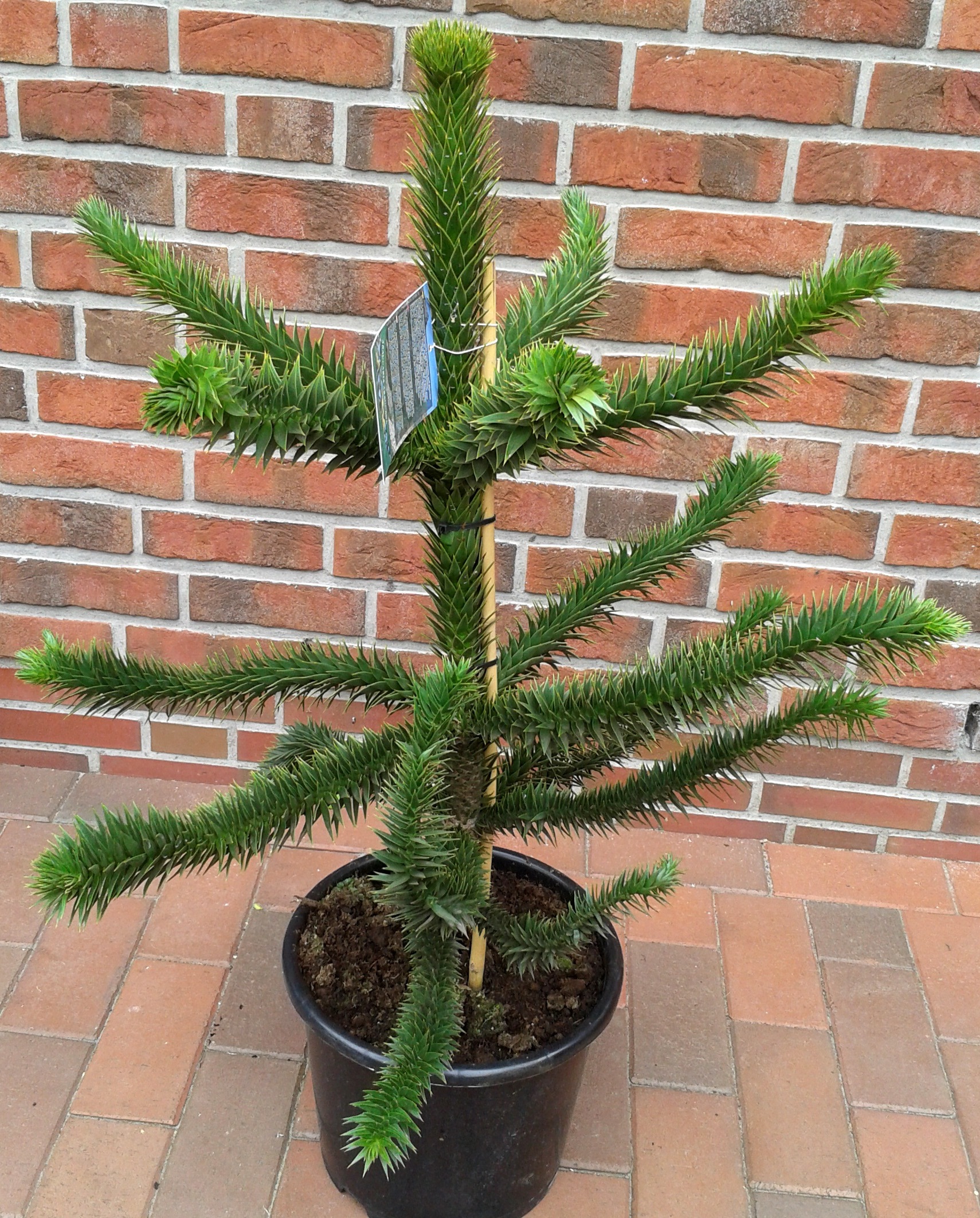 Araucaria araucana (Höhe: 100-110 cm), Schmucktanne, Affenbaum, Affenschaukel, Andentanne