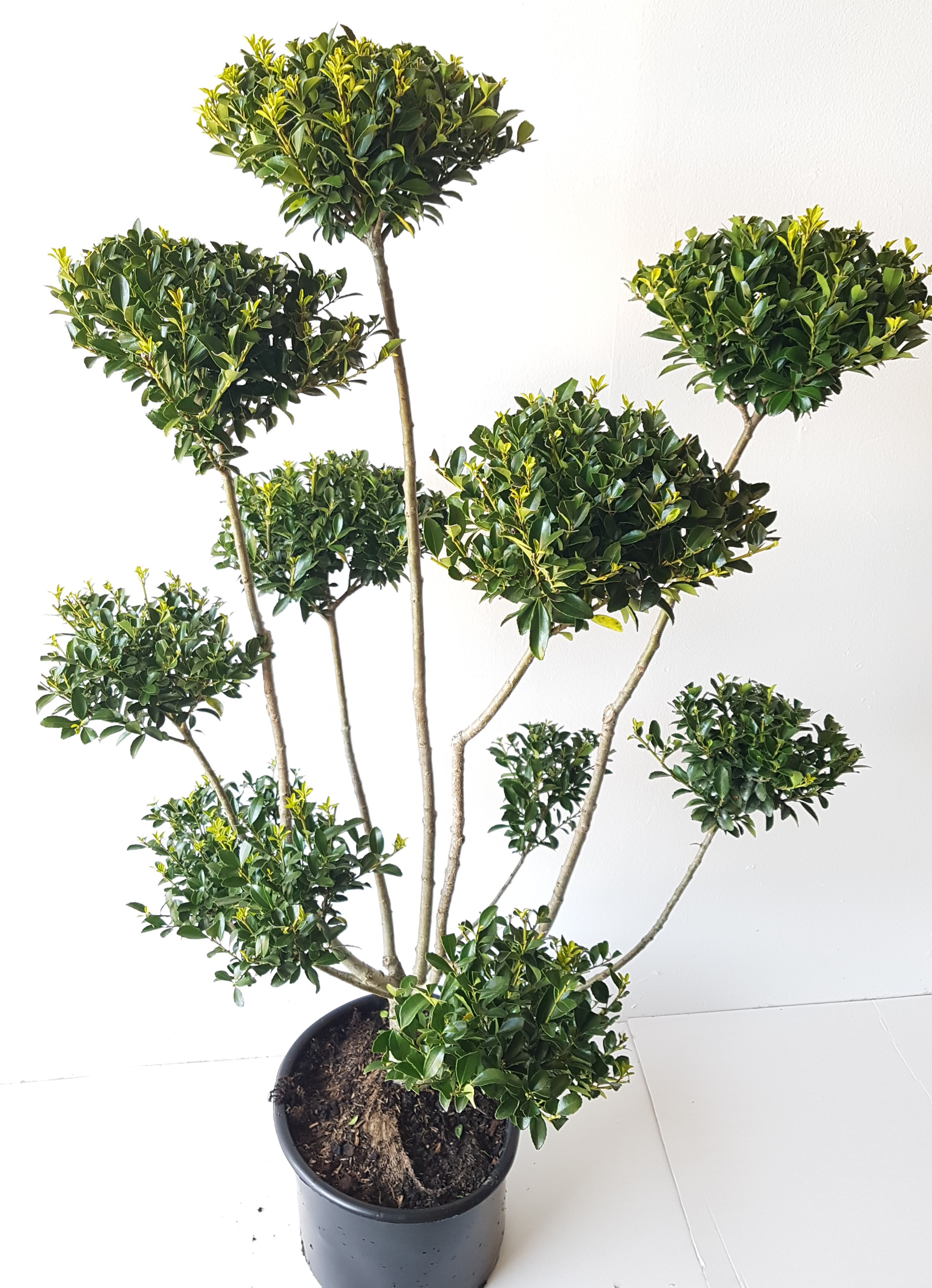 Gartenbonsai / PonPon (Höhe: 130-140 cm) - Ilex crenata 'Glorie Gem'