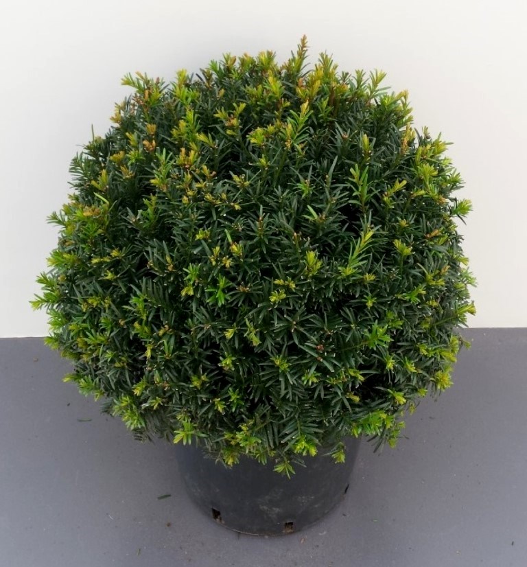 Heimische Eibe - Kugel, Taxus baccata, Durchmesser: 30-35 cm