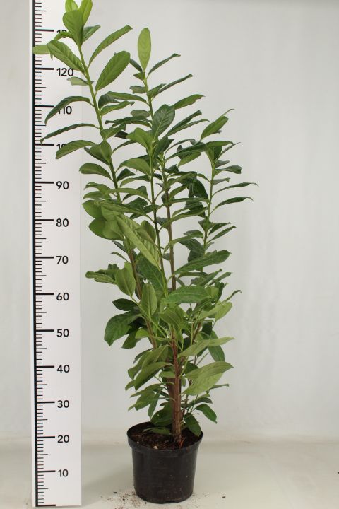 Kirschlorbeer (Höhe: 100-120 cm) - Prunus laurocerasus Novita