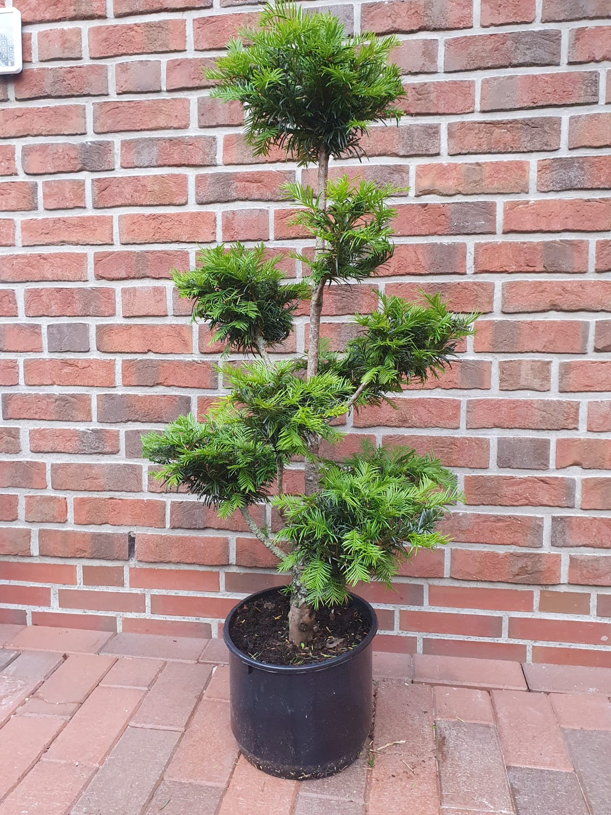 Gartenbonsai, Bonsai, Taxus media 'Hicksii', Formpflanze (Höhe: 120-130 cm)