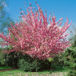 Japanische Nelkenkirsche - Prunus serrulata Kanzan auf Stamm (Höhe: 180-190 cm / Sth. 130 cm)