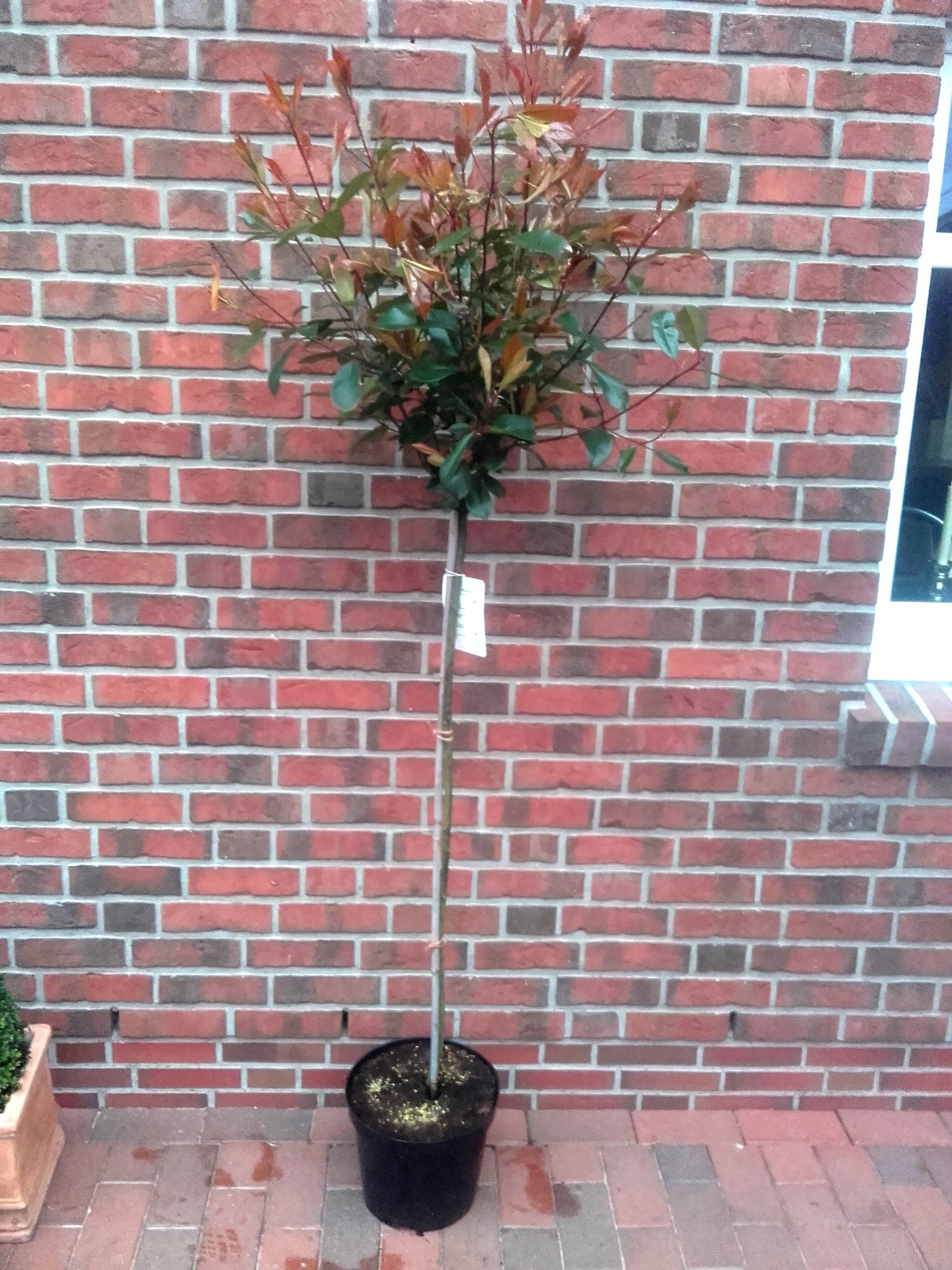 Glanzmispel-Stamm (Höhe: 170-180 cm), Photinia fraseri 'Red Robin'