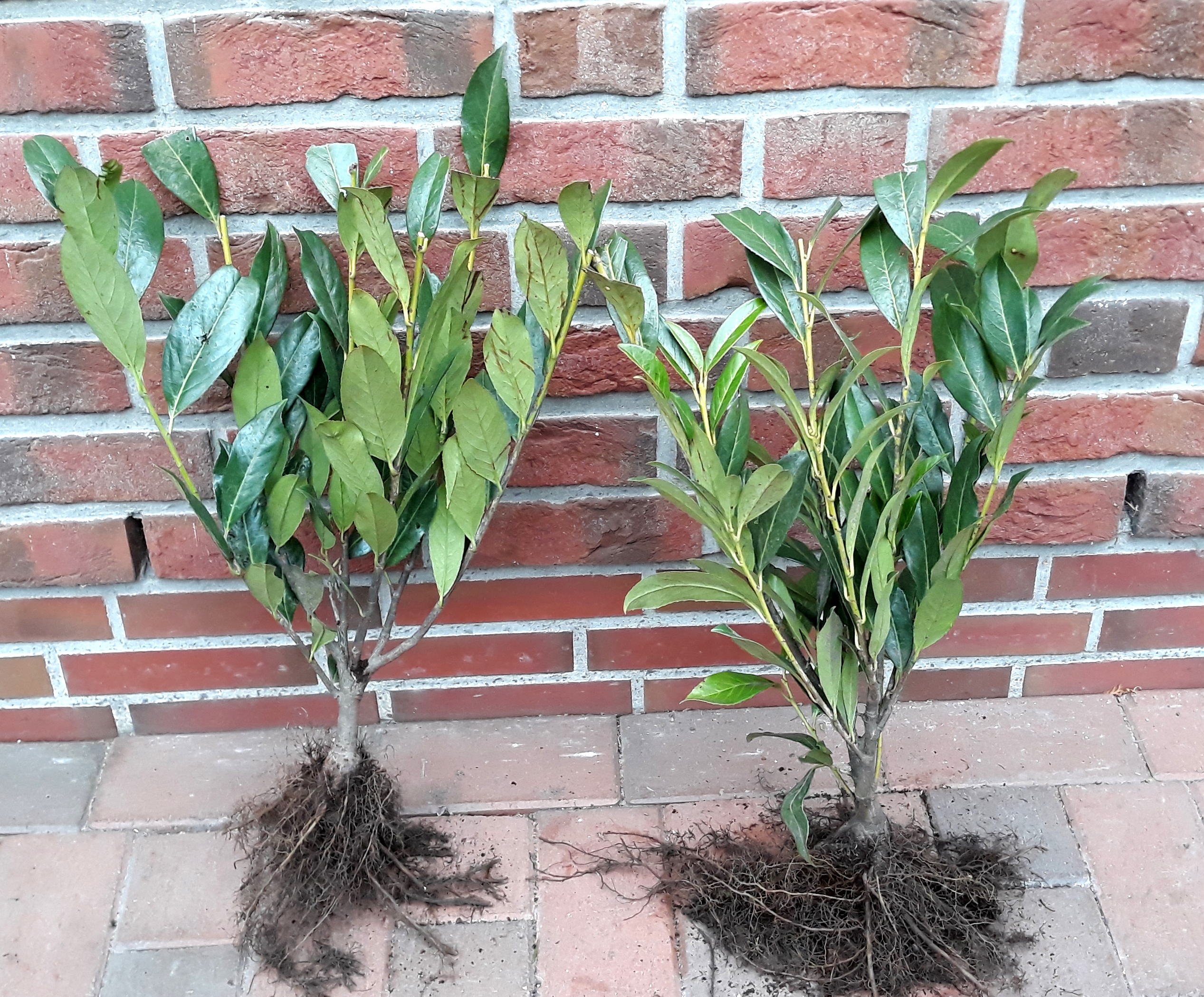 Prunus laurocerasus 'Caucasica' (Höhe: 60-80 cm - wurzelnackt), großblättriger Kirschlorbeer, Hecken