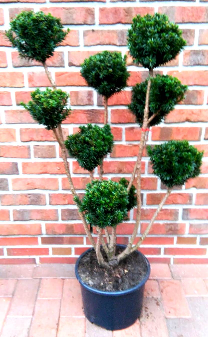 Gartenbonsai, Bonsai, Taxus media 'Hillii', Formpflanze (Höhe: 110-120 cm)