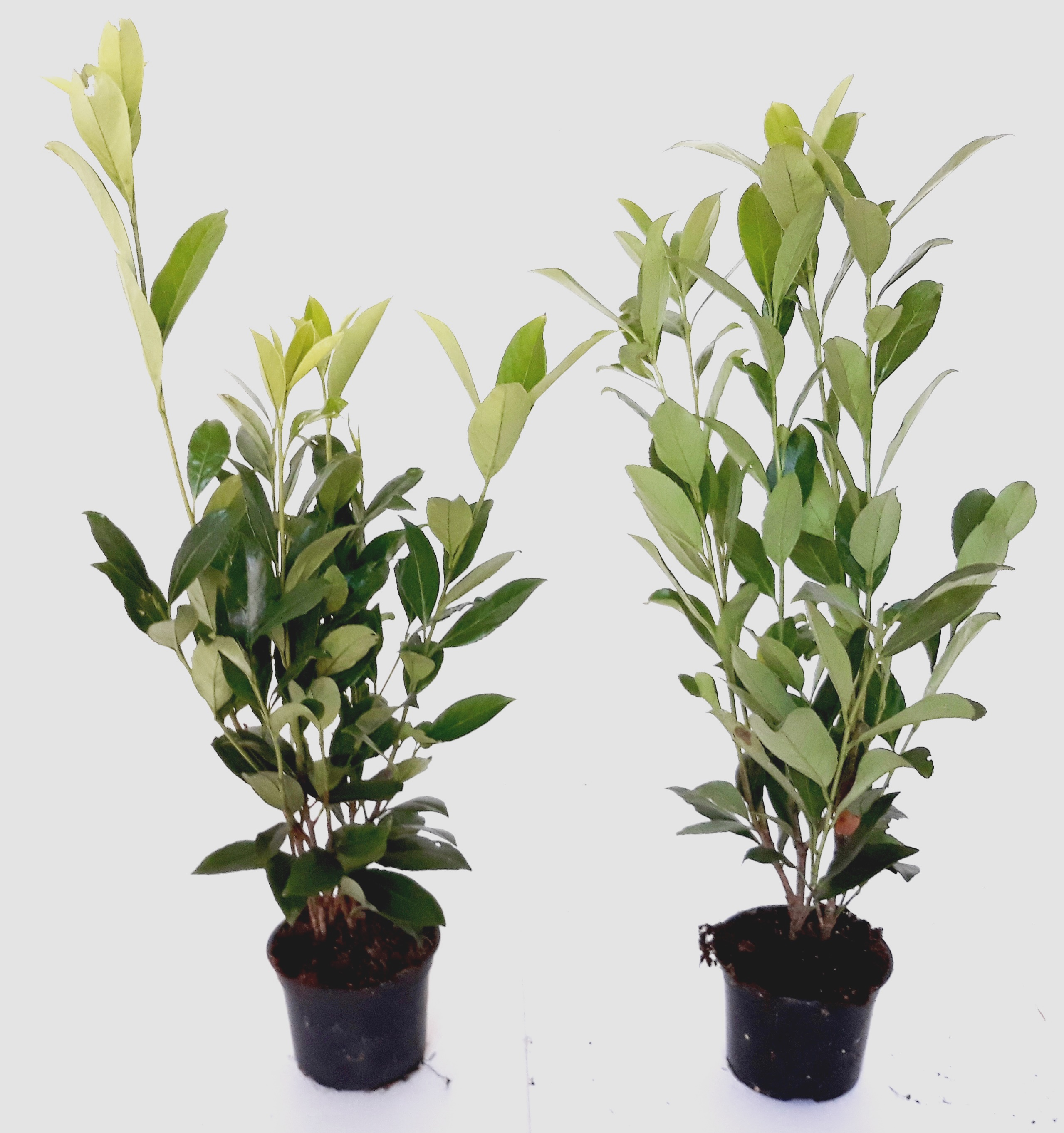 Prunus laurocerasus 'Caucasica' (Höhe: 40-50 cm  / Topf: 1,3 Liter) - großblättriger Kirschlorbeer