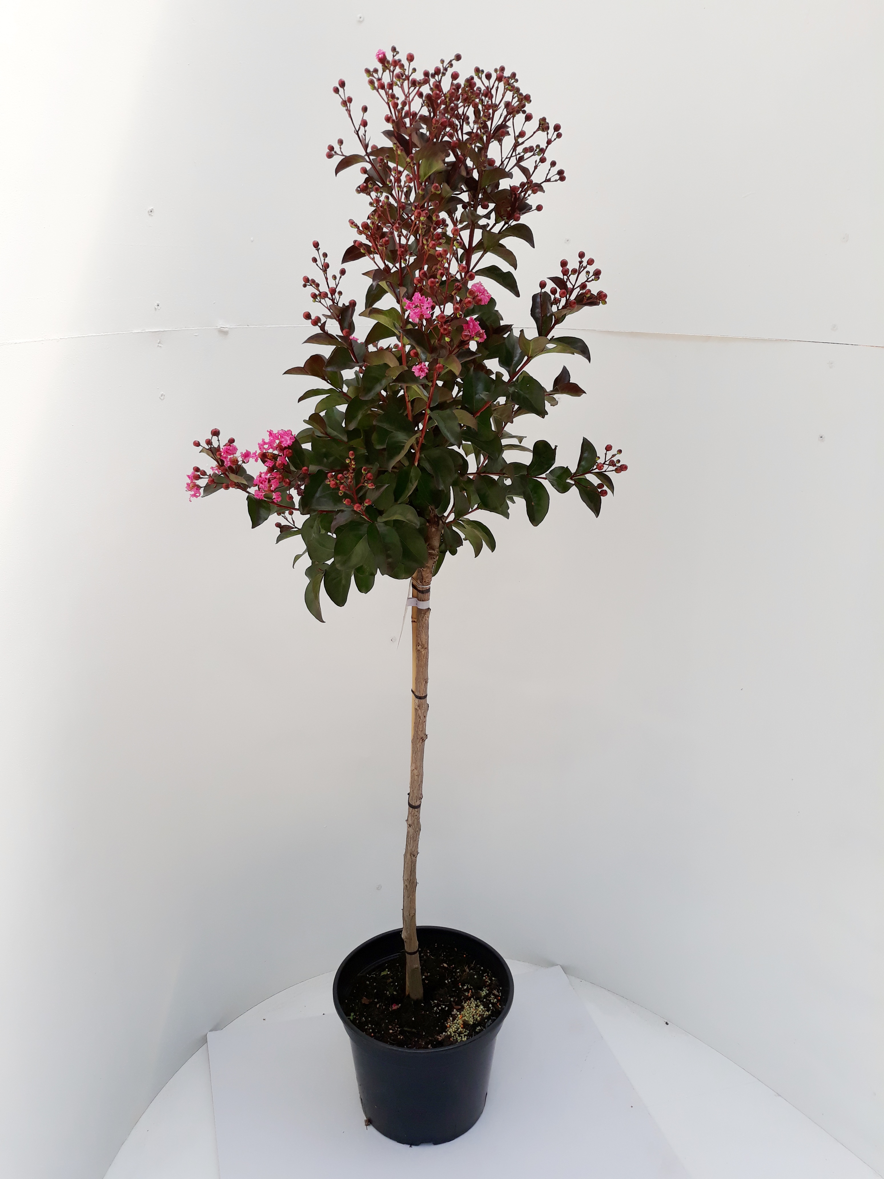 Kreppmyrte, Lagerstroemia indica Rhapsody in Pink, Höhe: 140-150 cm inkl. Topf