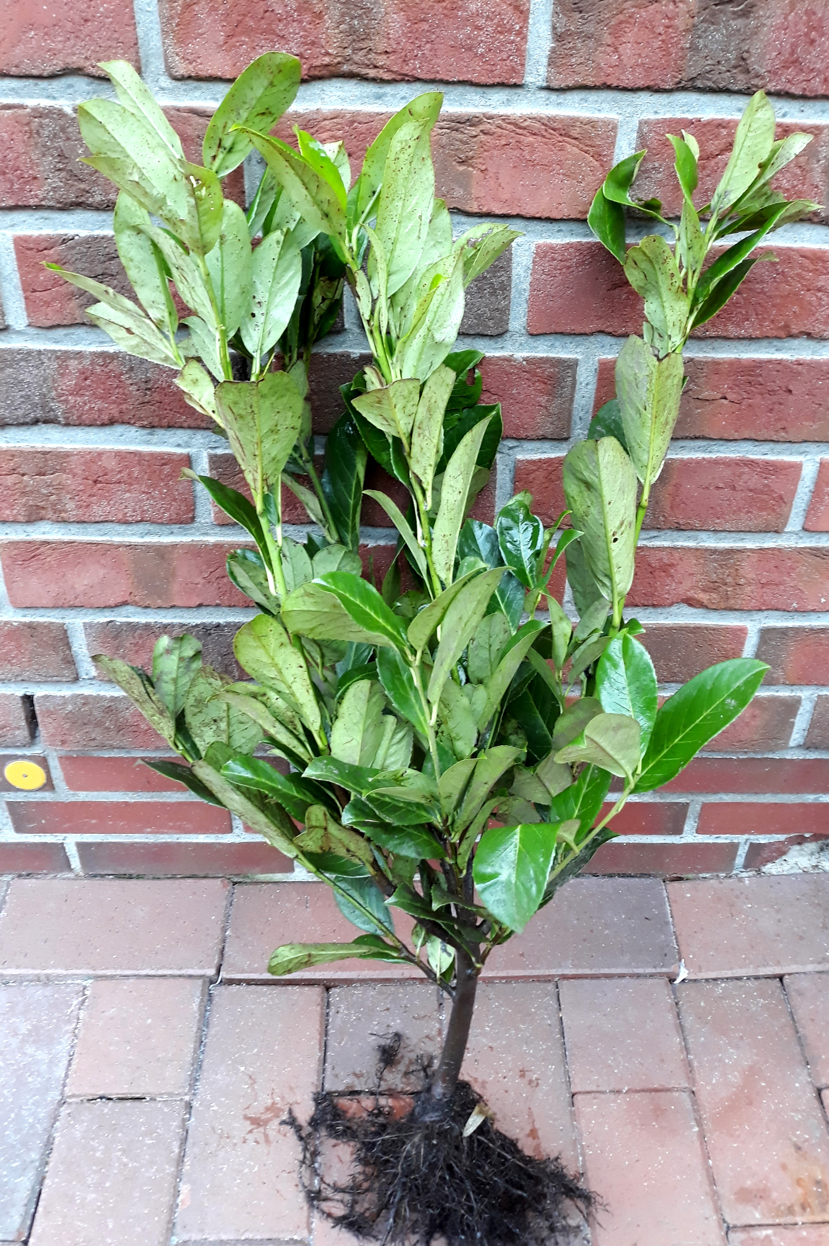 Prunus laurocerasus Rotundifolia (Höhe: 60-80 cm - wurzelnackt), Kirschlorbeer, Heckenpflanzen