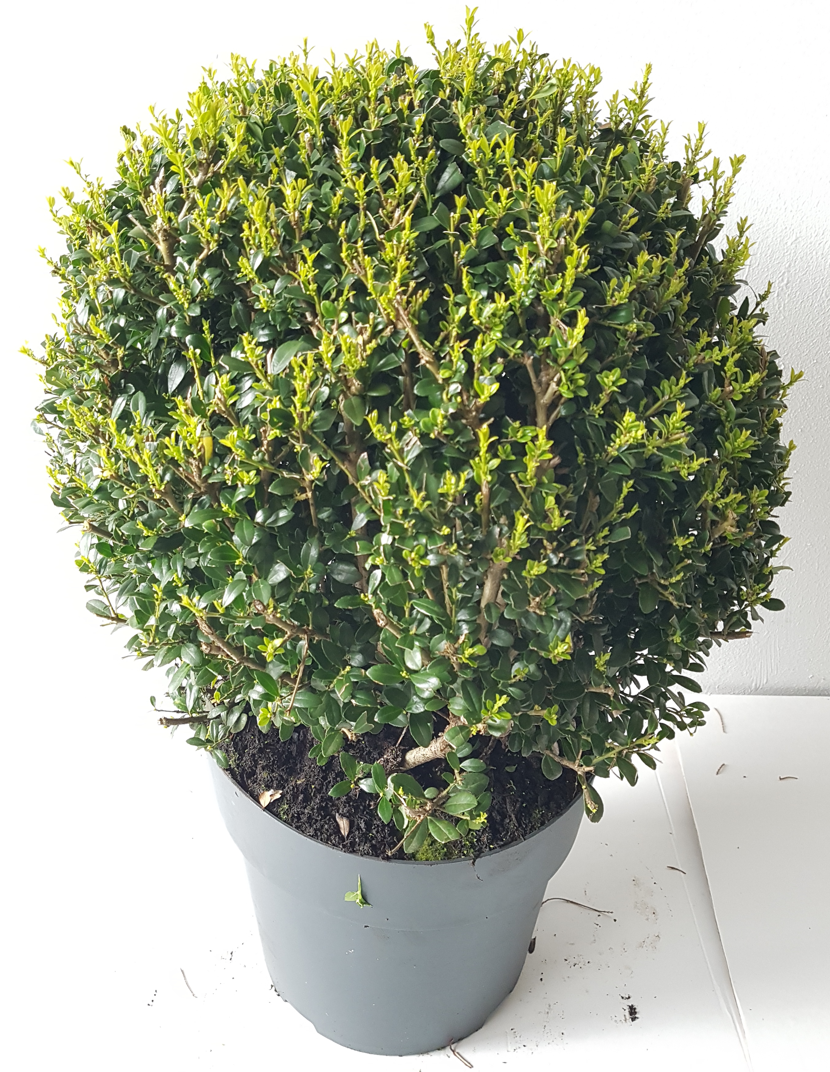 Ilex - Kugel, Ilex crenata Glorie Gem, Durchmesser: 30-35 cm, Alternative zum Buchsbaum