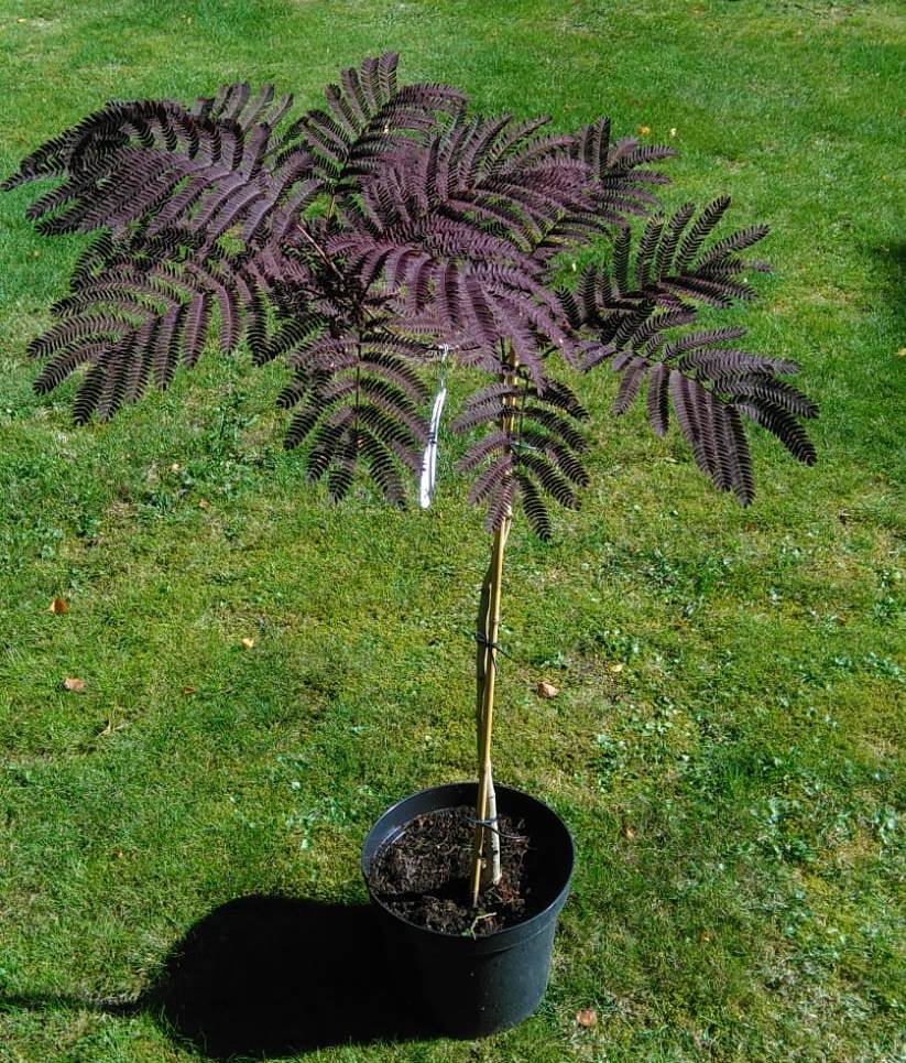 Albizia julibrissin Summer Chocolate, Seidenbaum, Schlafbaum, Seidenakazie, Höhe: 110-120 cm