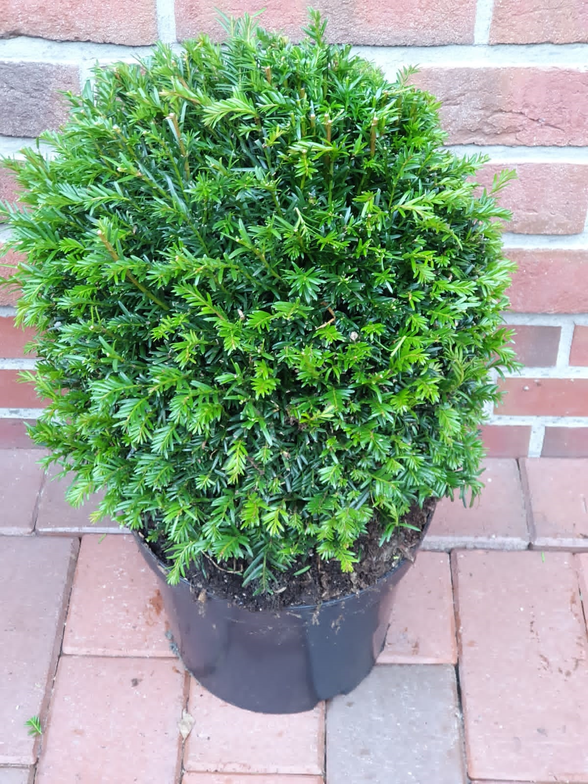 Heimische Eibe - Kugel, Taxus baccata (Durchmesser: 30-35 cm)
