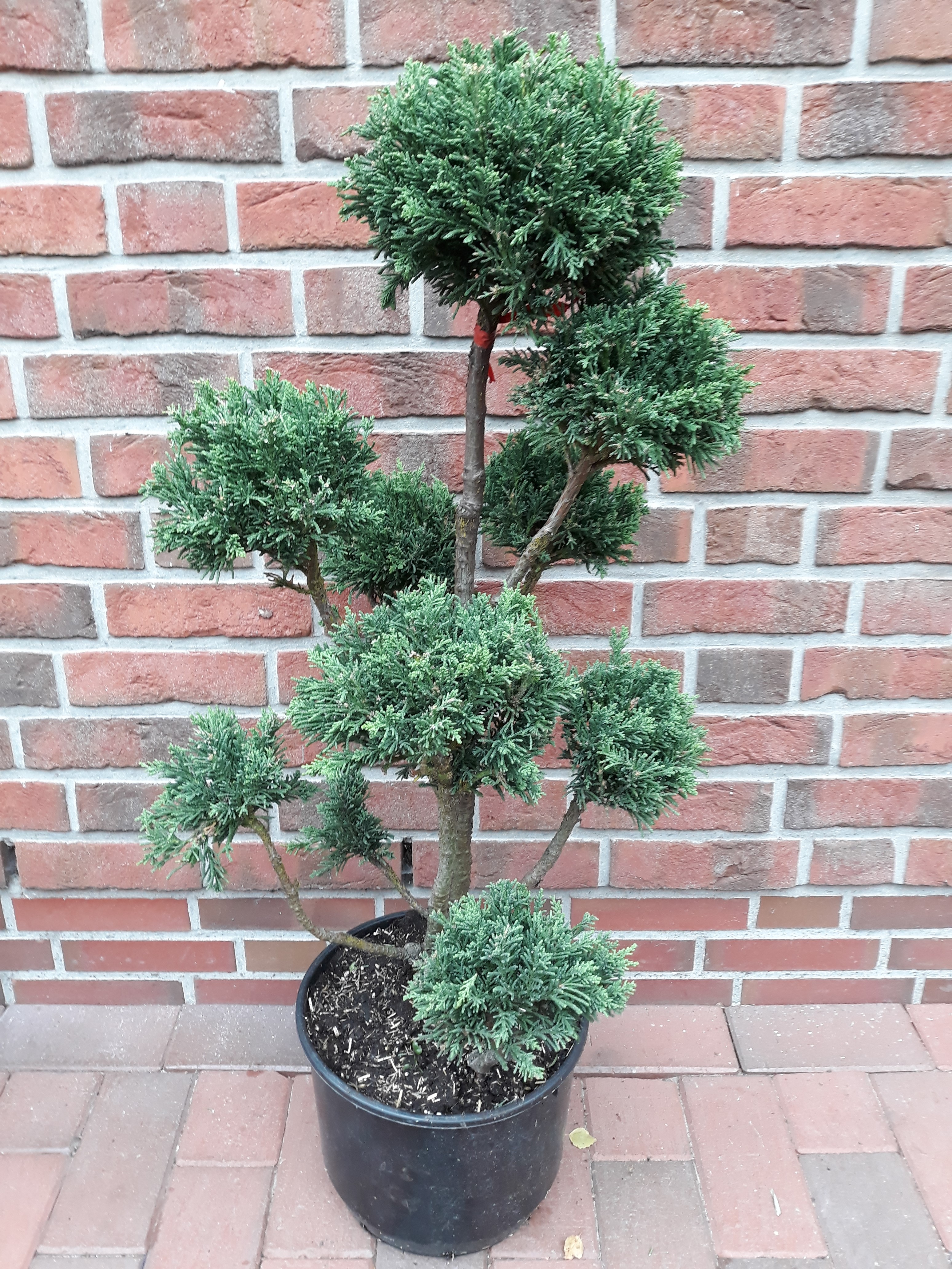 Chamaecyparis obtusa 'Drath' (Höhe: 110-120 cm), Gartenbonsai, Formpflanze