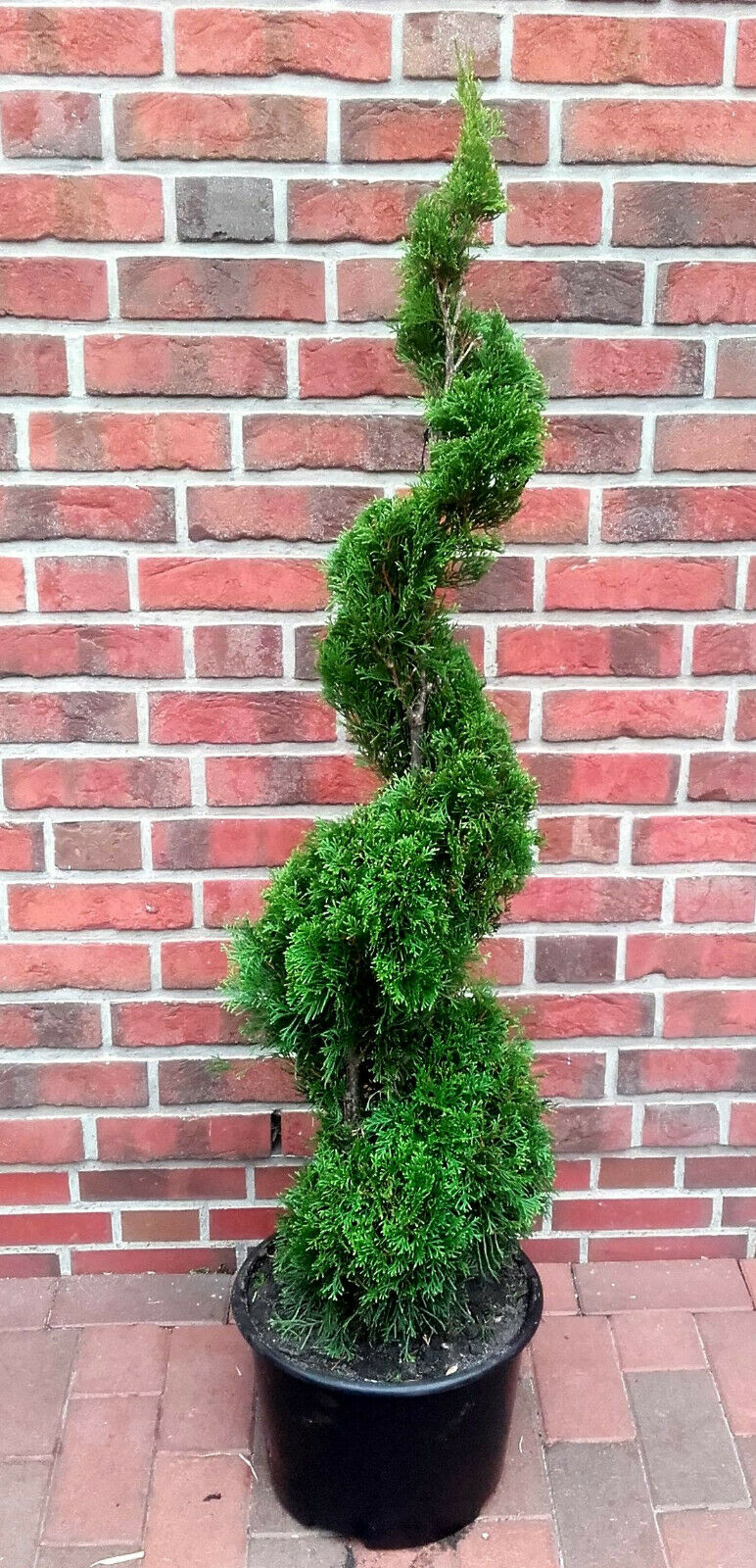 Edelthuja Spirale (Höhe: 120-130 cm, Thuja occidentalis Smaragd