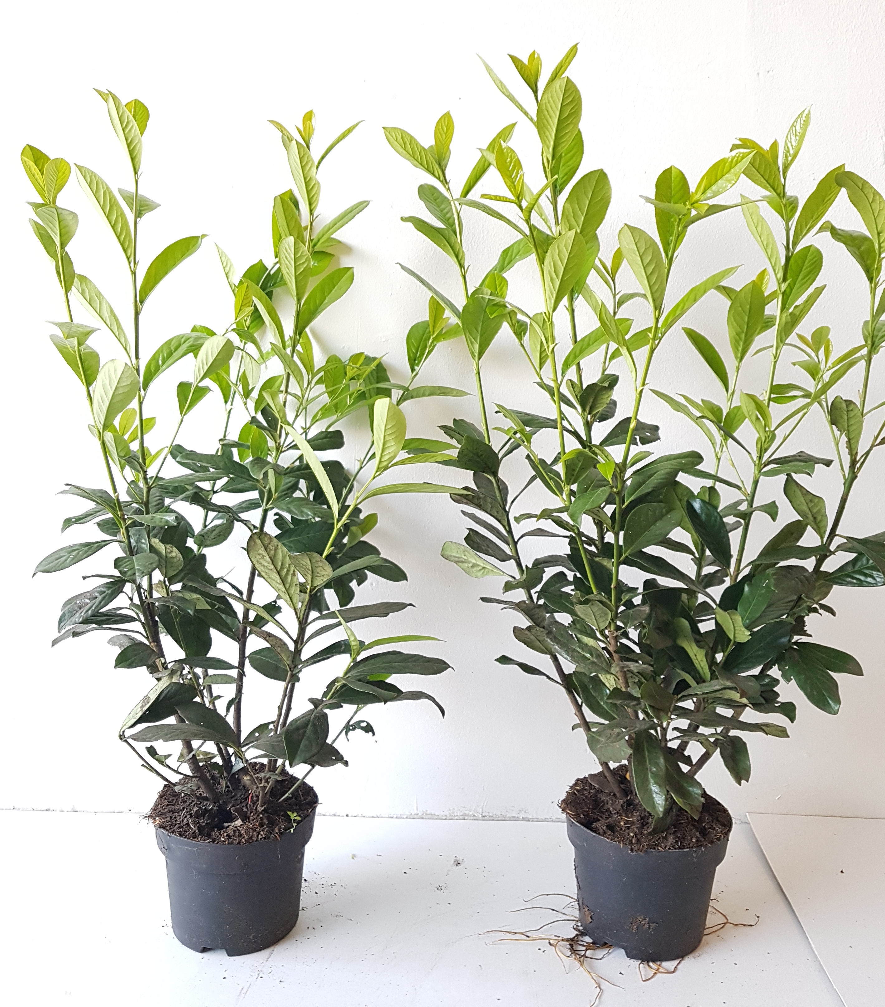 Kirschlorbeer (Höhe: 80-100 cm - Topfvolumen: 3 Liter) - Prunus laurocerasus Novita